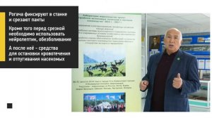 Срезка и консервация пантов маралов