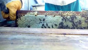 Ленивый пчеловод. Сколько реально без сиропа может принести меда семья пчел.