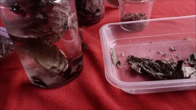 Triops | How to make Detritus for Triops! смотреть онлайн