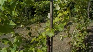 Надежная ШПАЛЕРА для ОГУРЦОВ. Обзор шпалер для огурцов и винограда.