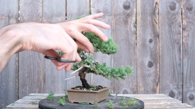 Bonsai Log - 61 - 2 Year Update of Procumbens Nana Juniper смотреть онлайн