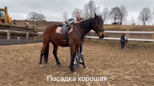 Как мы купили ЛОШАДЬ: часть 1