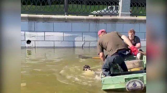 Спасатели вытащили из реки бездомного пса