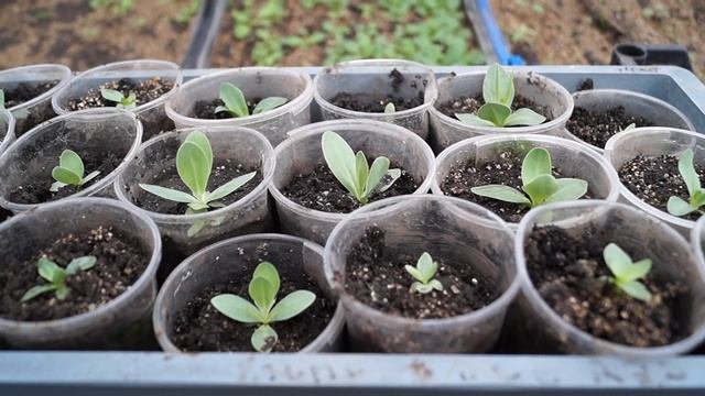 Эустома ,выращиваем из семян.Эустома ,как вырастить. смотреть онлайн