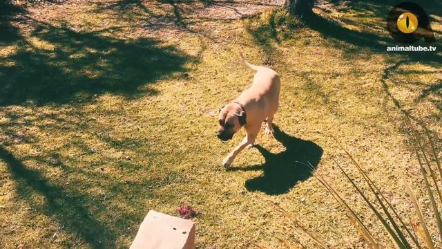 TOP 10 ILLEGAL DOG BREEDS смотреть онлайн