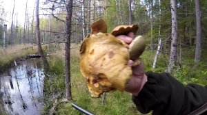 Поездка к кабанам, уткам, гусям, грибам и рябчикам.