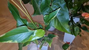 содержание антуриумов в лечузе