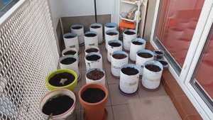 Огород на балконе, сезон 2021| Garden on the balcony, season 2021