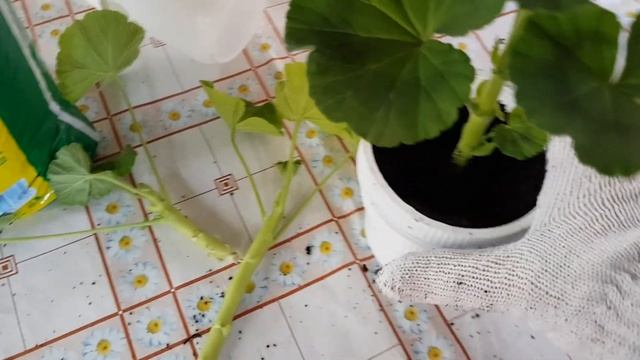 Как быстро и просто пересадить и укоренить герань. смотреть онлайн