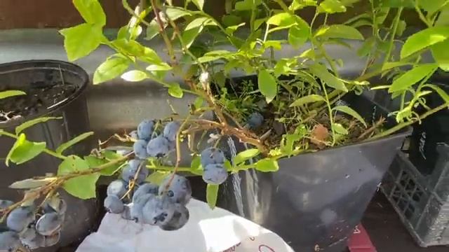 Рынок в субботу, купила флоксы смотреть онлайн