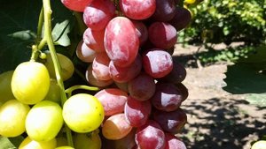 ВИНОГРАД БОЯРИН И УРУМ 2020г.