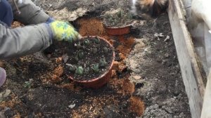 5  СПОСОБОВ  ХРАНЕНИЯ ТЮЛЬПАНОВ в КОНТЕЙНЕРАХ ЗИМОЙ  Как  и где хранить?  Посадка  23. 10. 2022 г.