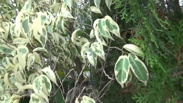 Starlight Ficus /How to grow & care Starlight ficus /Ornamental Perinneal plant смотреть онлайн