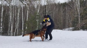 Мои собаки... Лайтатурм Дерби, Лайтатурм Орлея...Старый Оскол