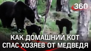 «Вася, успокойся!»: хозяева сняли, как кот прогнал медведя в тайге. Полная версия противостояния