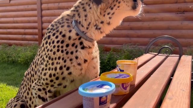 "Выбор кота" был однозначным! Самый вкусный Творожный сыр по мнению гепарда Герды! смотреть онлайн