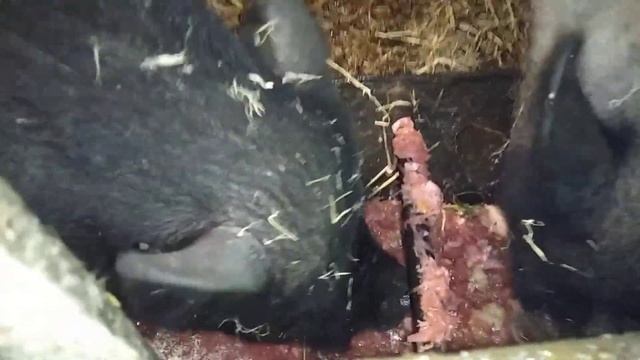 Содержание свиней зимой, отопление сарая, свиньи на помоях, как едят поросята отходы с кухни, вьетн