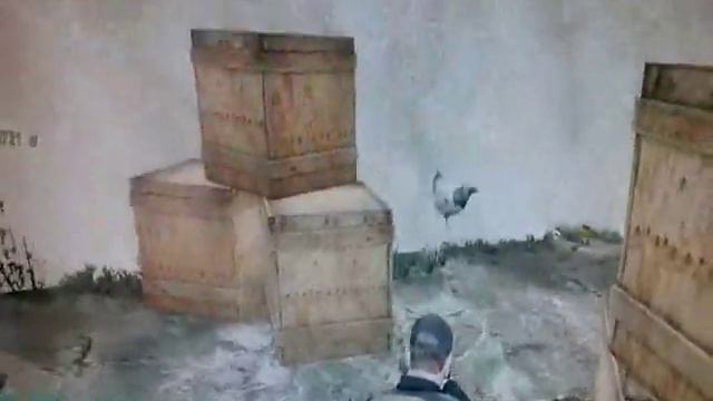 Самая веселая курица в DayZ смотреть онлайн