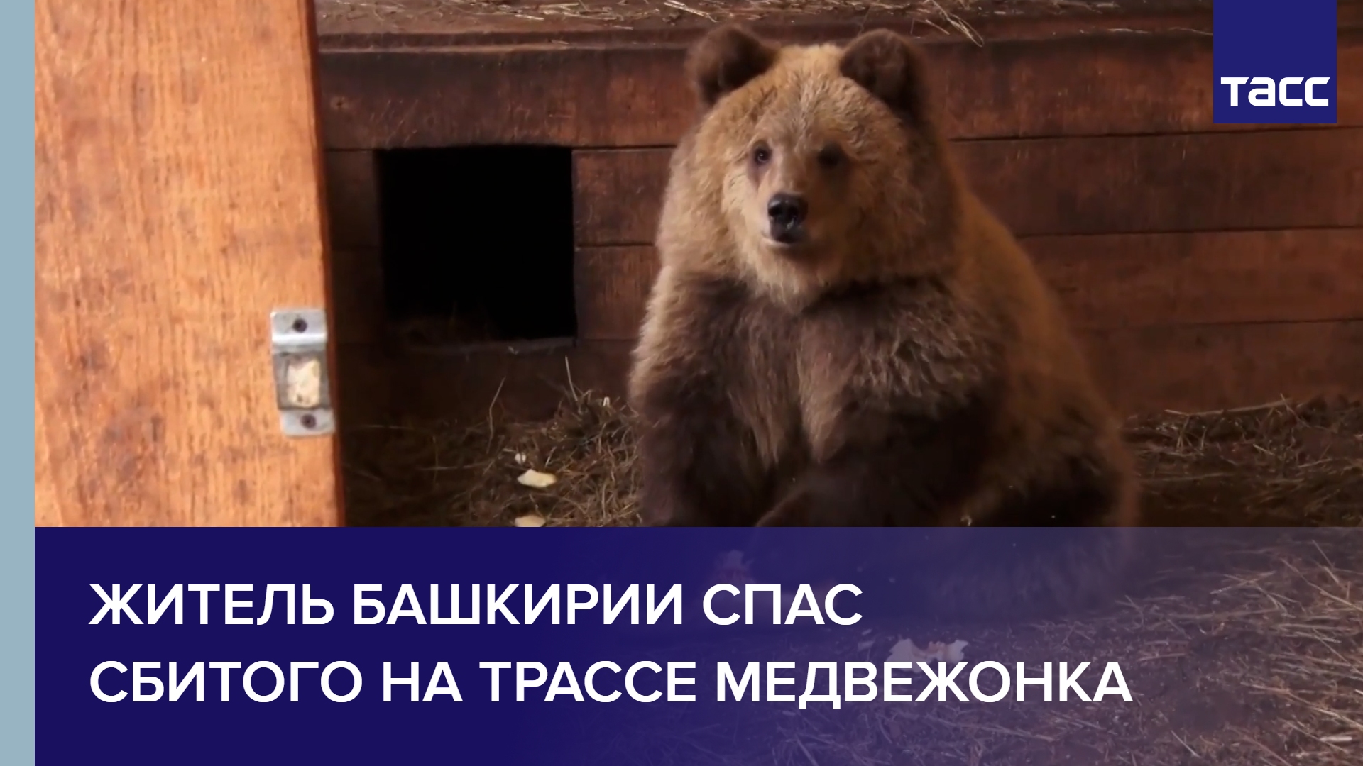 Житель Башкирии спас сбитого на трассе медвежонка