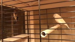 Вольер для птиц Ferplast HEMMY  в ресторане DachA (Санкт-Петербург)