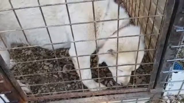 Пончик 2 смотреть онлайн