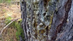 ОЧИЩАЕМ КЕДРОВУЮ ЖИВИЦУ.ЖВАЧКА,СМОЛКА СЕРКА.