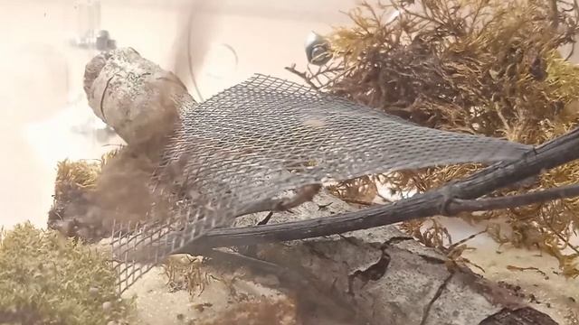 Богомол. кормление богомола. Creobroter sp. Viethnam смотреть онлайн