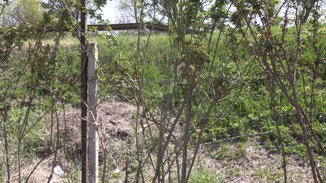 Слепые побеги роз, подкормки для цветения, питомник роз полины козловой rozarium.biz смотреть онлайн