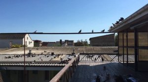 СВГ голуби И.В.Сало Уютное 19.09.2018г. молодёжь линяет и взрослеет