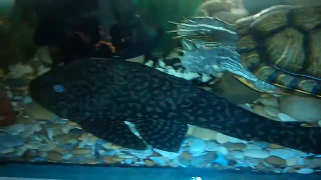 Красноухая черепаха, цихлида и крапчатый сомик смотреть онлайн