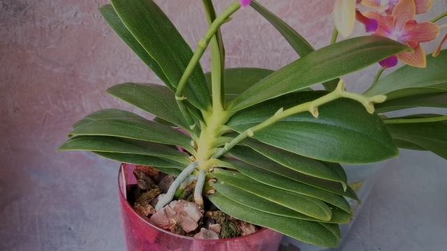Phal. Miki Golden Sand '1363' | Домашнее цветение | Ароматный яркий азиатский фаленопсис бабочка