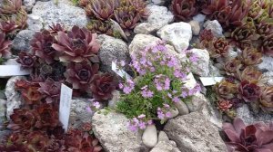 Растения для альпийской горки. Выращиваем из семян. Эринус альпийский.