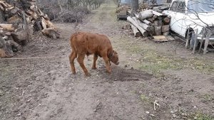 Молочный телёнок ест землю