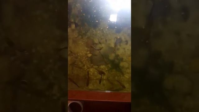 Кормление аквариумных рыбок Гуппи и Гурами :) смотреть онлайн