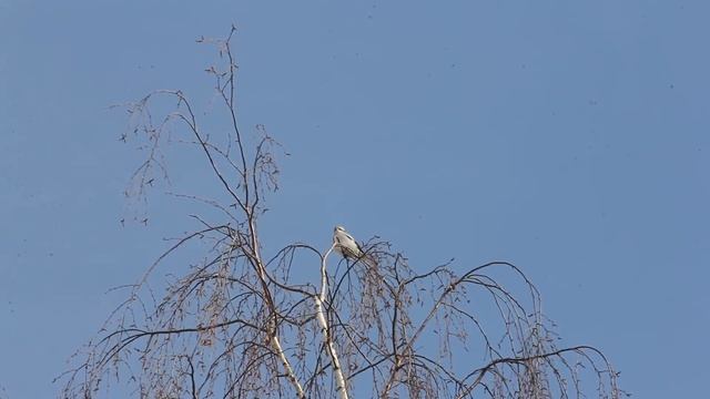 Серый сорокопут/ Gray Shrike смотреть онлайн