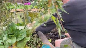 ФАЛЯРИС - жуткий агрессор! Избавляемся