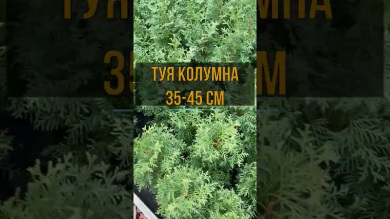 Туя Колумна