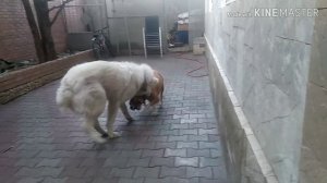 Алабай VS ам стаф терьер