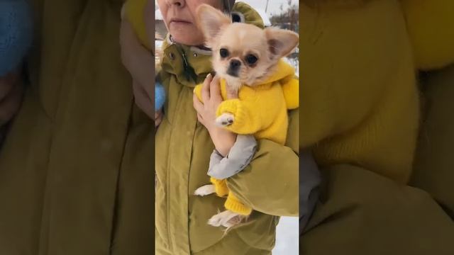 Чихуахуа , зима , теплая одежда / Chihuahua