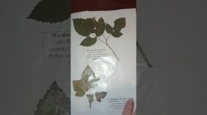 ? Как оформить гербарий ?