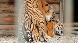 Bears mating season | animals copulating | wild animals breeding rituals