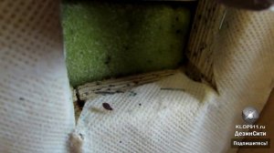 Очень просто избавиться от клопов в домашних условиях быстро