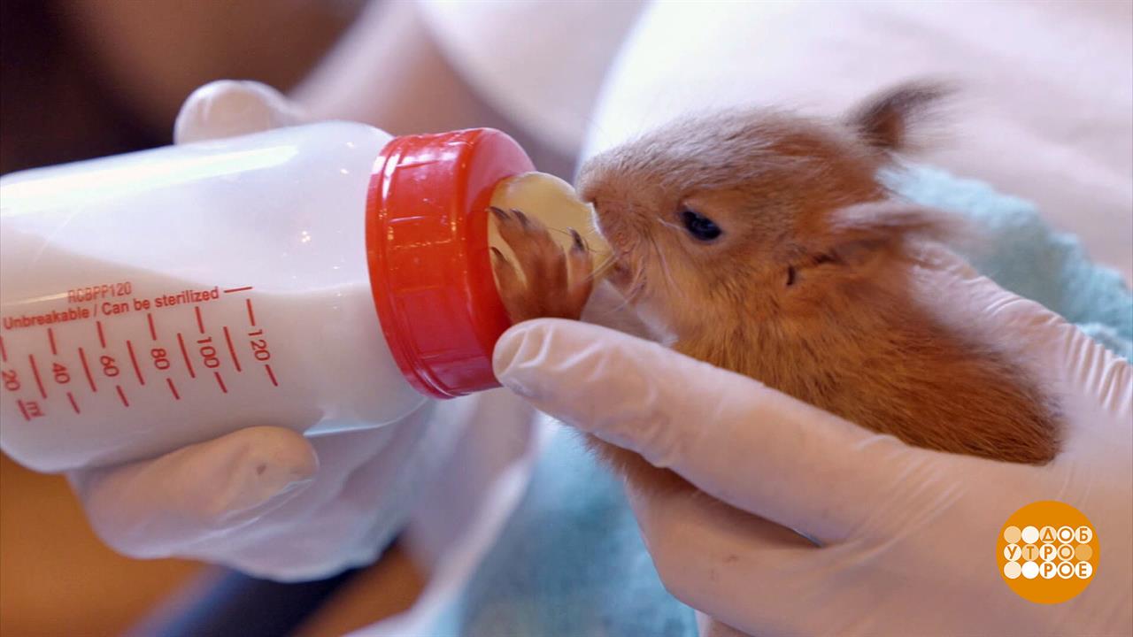 Лесные обитатели: спасти, накормить, отпустить. Доброе утро. Суббота. Фрагмент выпуска от 27.05.2023