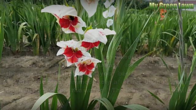 How to Fertilize Gerbera Daisies смотреть онлайн