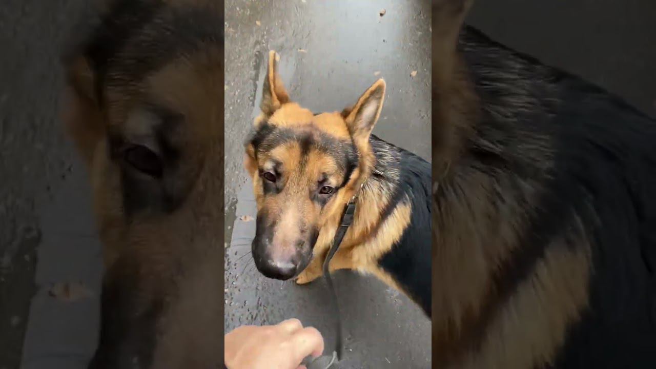 Локки и первый снег. У нас наконец выздоровела лапа! Зима скоро, в Хабаровске снег смотреть онлайн