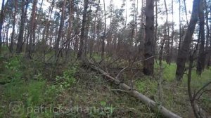 Поехали за грибами  А нашли дрова и фиалку!