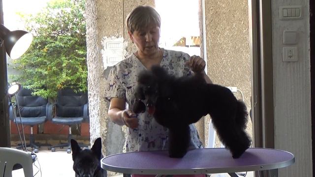 EM01 3. Груминг пуделя. Елена Малышева. Израиль 2022 смотреть онлайн