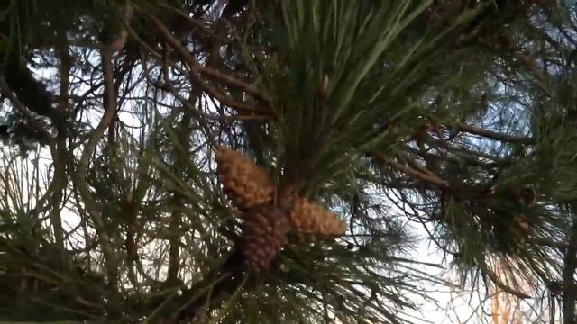 Tree fruit смотреть онлайн