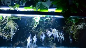 Wild Angelfish (scalare & altum) in Amazon biotope style aquarium