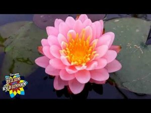 Нимфея Chompu Tip (Верхушка розового яблока)  кувшинка, waterlily, водные растения, пруд